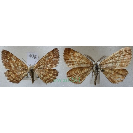 Ematurga atomaria (Linnaeus, 1758) pair Poproch pylinkowiak Czech40g